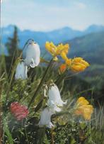 Verschillende alpenbloemen op ansichtkaart, Verzenden, 1980 tot heden, Gelopen, Natuur