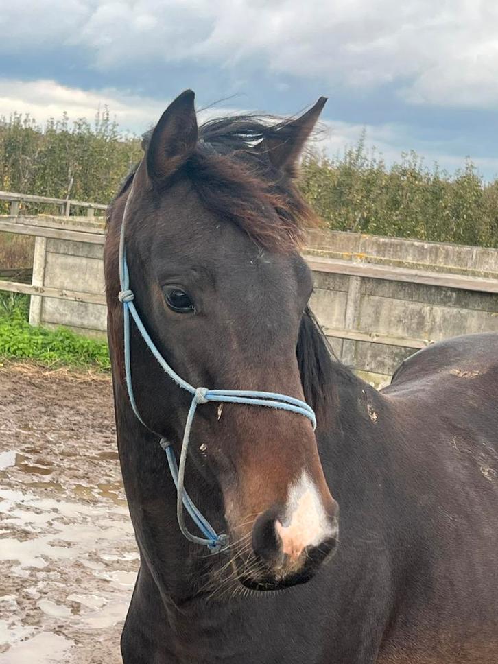 Stoere 2,5 jarige ruin zoekt for ever home, Dieren en Toebehoren, Paarden, Ruin, Onbeleerd, 165 tot 170 cm, 0 tot 2 jaar, Dressuurpaard