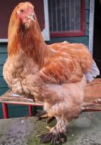 Brahma hanen, Dieren en Toebehoren, Pluimvee, Mannelijk, Kip