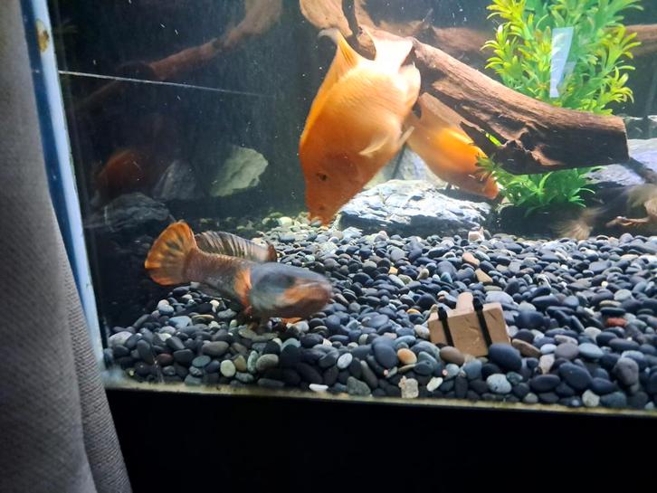 Channa gachua gold snakehead slangenkopvis, Dieren en Toebehoren, Vissen | Aquariumvissen, Vis