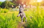 Thai Ridgeback-puppy's te koop, 8 tot 15 weken, Meerdere, Meerdere dieren, Nederland