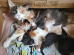 Kittens Maine coon, Meerdere dieren, Gechipt, 0 tot 2 jaar