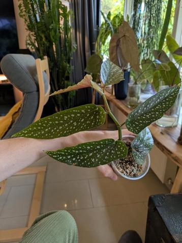 Begonia Tamaya in Lechuza Pon beschikbaar voor biedingen