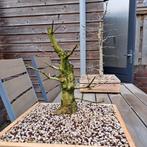 Acer campestre pre bonsai, Ophalen, Bloeit niet, Halfschaduw, Overige soorten