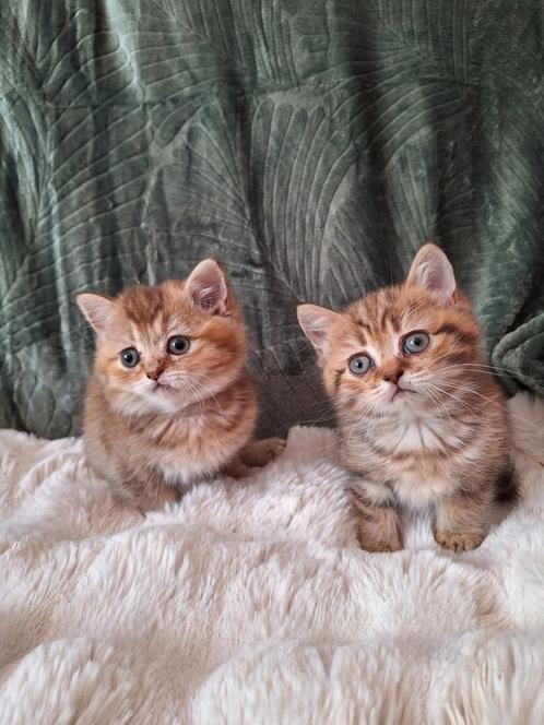 Brits / Britse korthaar kittens, Dieren en Toebehoren, Katten en Kittens | Raskatten | Korthaar, Ontwormd, Ingeënt