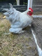 Lieve Cochin haan ( Gratis ), Dieren en Toebehoren, Pluimvee, Mannelijk, Kip