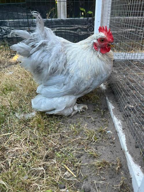 Lieve Cochin haan ( Gratis ), Dieren en Toebehoren, Pluimvee, Kip, Mannelijk