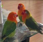 Een koppel ( man& pop ) Een pop, Dieren en Toebehoren, Vogels | Parkieten en Papegaaien, Meerdere dieren, Parkiet, Tam