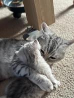BKH Prachtige Raszuivere Britse korthaar kittens, Dieren en Toebehoren, Poes, Ontwormd