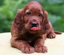Gezocht: Ierse Setter Puppy (teef), Dieren en Toebehoren, Honden-accessoires, Nieuw, Ophalen