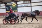 Talentvolle luxe menpony, Dieren en Toebehoren, Pony's, Merrie
