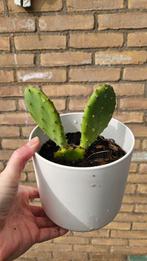 Opuntia Cactus in Pot, Overige soorten, Volle zon, Vaste plant, Ophalen of Verzenden