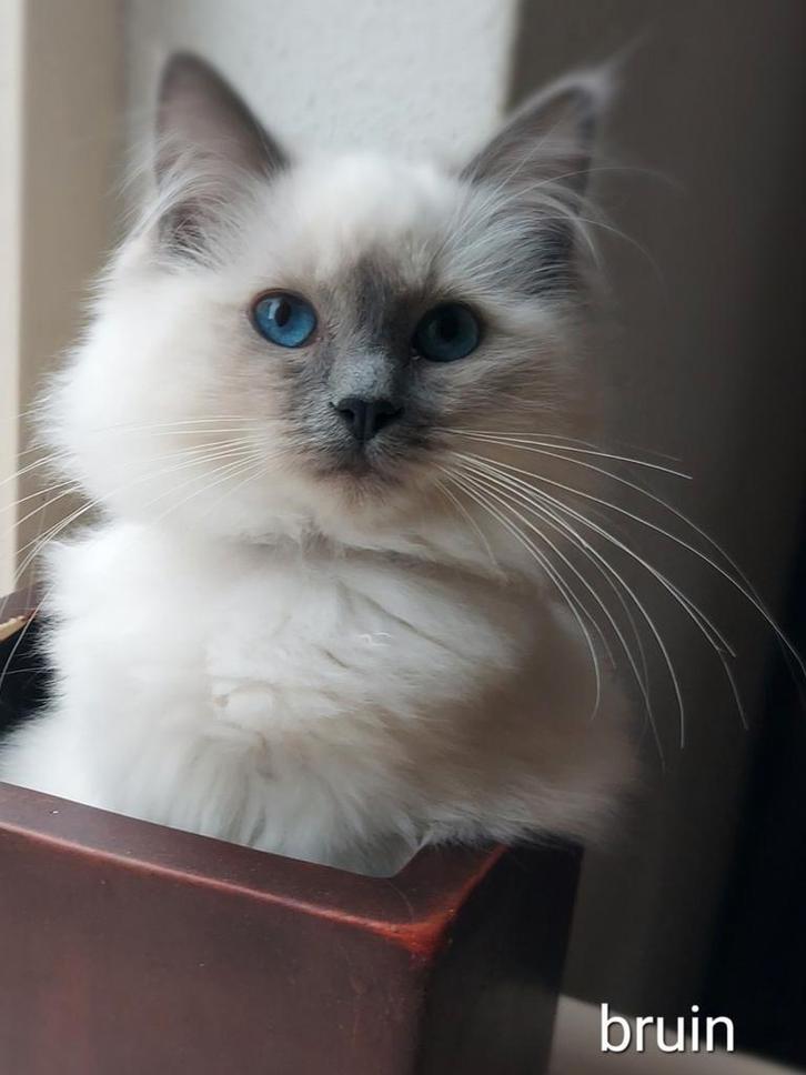 Ragdoll kittens poesjes, Dieren en Toebehoren, Katten en Kittens | Raskatten | Langhaar, Meerdere dieren, 0 tot 2 jaar, Ontwormd