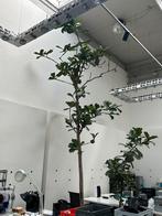 Te koop: Gigantische Ficus lyrata - uniek expemplaar, Huis en Inrichting, Ophalen of Verzenden, Ficus, Minder dan 100 cm