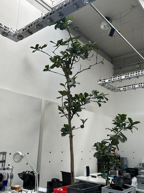 Te koop: Gigantische Ficus lyrata - uniek expemplaar, Huis en Inrichting, Kamerplanten, Ficus, Ophalen of Verzenden