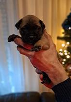 Bullmastiff pups, België, Fokker | Hobbymatig, CDV (hondenziekte), 8 tot 15 weken