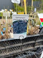 OPHIOPOGON PLANISCAPUS 'Niger'(Slangebaard)., Tuin en Terras, Planten | Tuinplanten, Ophalen, Halfschaduw