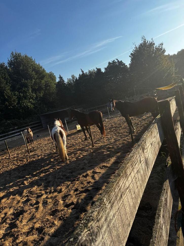 Per direct paddockplek vrij voor  ruin of merrie, Dieren en Toebehoren, Stalling en Weidegang, Stalling, 1 paard of pony