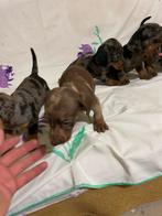 Teckel, Standaard, Rabiës (hondsdolheid), Handelaar, 8 tot 15 weken