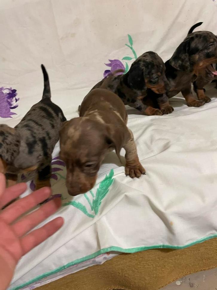 Teckel, Dieren en Toebehoren, Honden | Teckels en Dashonden, Meerdere dieren, Korthaar, Standaard, Handelaar, Meerdere, Buitenland