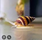 Baby slakken Anatome helena (Slak etende slak), Slak of Weekdier