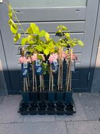 Druiven, Ophalen, Minder dan 100 cm, Overige soorten, Zomer
