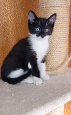 Mooie kittens katerjes Britsekorthaar/Bengaal €100, Dieren en Toebehoren, Katten en Kittens | Raskatten | Korthaar, Kater, Ontwormd