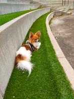 Dekreu aangeboden., Dieren en Toebehoren, Reu, Rabiës (hondsdolheid), Eén hond, 3 tot 5 jaar