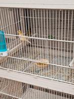 Kanarie met broedkooien, Dieren en Toebehoren, Ophalen