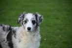Australische herder pups, aussi pup 💖💖💖, Dieren en Toebehoren, België, 15 weken tot 1 jaar, Meerdere, Meerdere dieren