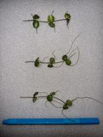 Hoya peltata, Ophalen of Verzenden, Halfschaduw, Minder dan 100 cm