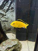 Te koop 2 Labidochromis caeruleus Yellow (Malawi cichlide), Dieren en Toebehoren, Vis, Zoetwatervis