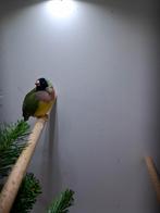 Goldamadine Pop 2024 EK, Dieren en Toebehoren, Vogels | Overige Vogels, Vrouwelijk, Tropenvogel