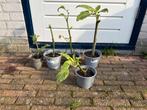 Brugmansia Stekjes - Engelentrompet, Tuin en Terras, Planten | Tuinplanten, Volle zon, Vaste plant, Zomer, Ophalen