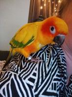 Zonparkiet, Dieren en Toebehoren, Mannelijk, Parkiet, Geringd