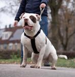 American Bully XL getest, Dieren en Toebehoren, Honden | Bulldogs, Pinschers en Molossers, Rabiës (hondsdolheid), Eén hond, 3 tot 5 jaar