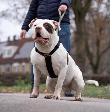 American Bully XL getest beschikbaar voor biedingen