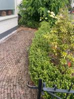 Buxus Haag - Kniehoogte, 5-6 Meter, Ophalen, Buxus, Haag, Minder dan 100 cm