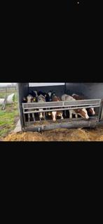 7 holstein stiertjes, Vrouwelijk, 3 tot 6 jaar