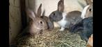 Jonge konijntjes te koop, Dieren en Toebehoren, Meerdere dieren