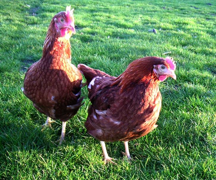 Legkippen krielkippen Isa Sussex Araucana Zijdehoen Marans, Dieren en Toebehoren, Pluimvee, Kip, Vrouwelijk