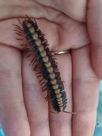 Coromus vittatus, Dieren en Toebehoren