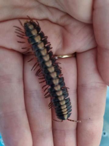 Coromus vittatus beschikbaar voor biedingen