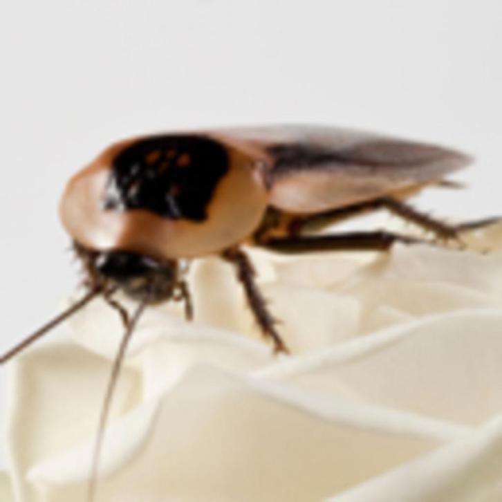 krekels, kakkerlak, meelworm, fruitvlieg etc evt per post, Dieren en Toebehoren, Reptielen en Amfibieën, 0 tot 2 jaar