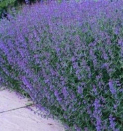 Nepeta Kattenkruid Walkers Low, vaste plant, bodembedekker, Tuin en Terras, Planten | Tuinplanten, Vaste plant, Bodembedekkers