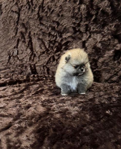 Mini pomeriaan bear face teefje, Dieren en Toebehoren, Honden | Poolhonden, Keeshonden en Oertypen, Teef, Overige rassen, Particulier