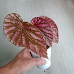 Begonia Brevirimosa - Zeldzaam plantje!, Ophalen of Verzenden