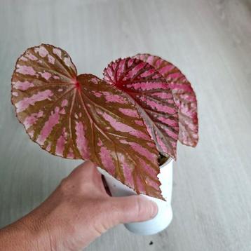 Begonia Brevirimosa - Zeldzaam plantje! beschikbaar voor biedingen