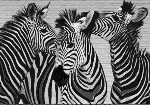 Nieuwe canvas print op rol zonder lijst 80 x 120 cm zebra’s, Huis en Inrichting, Woonaccessoires | Schilderijen, Tekeningen en Foto's