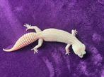 luipaardgekko Super mack snow tremper, Dieren en Toebehoren, Reptielen en Amfibieën, Hagedis, Tam, 0 tot 2 jaar